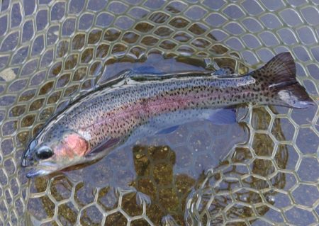 真夏の平谷は難しい ～平谷湖フィッシングスポット～